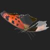 Butterfly Eastern Coma